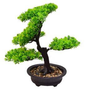 BONSAI (2)