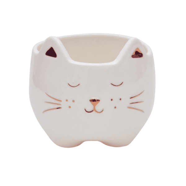 CACH GATO ROSE P