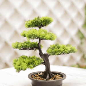 BONSAI (2)